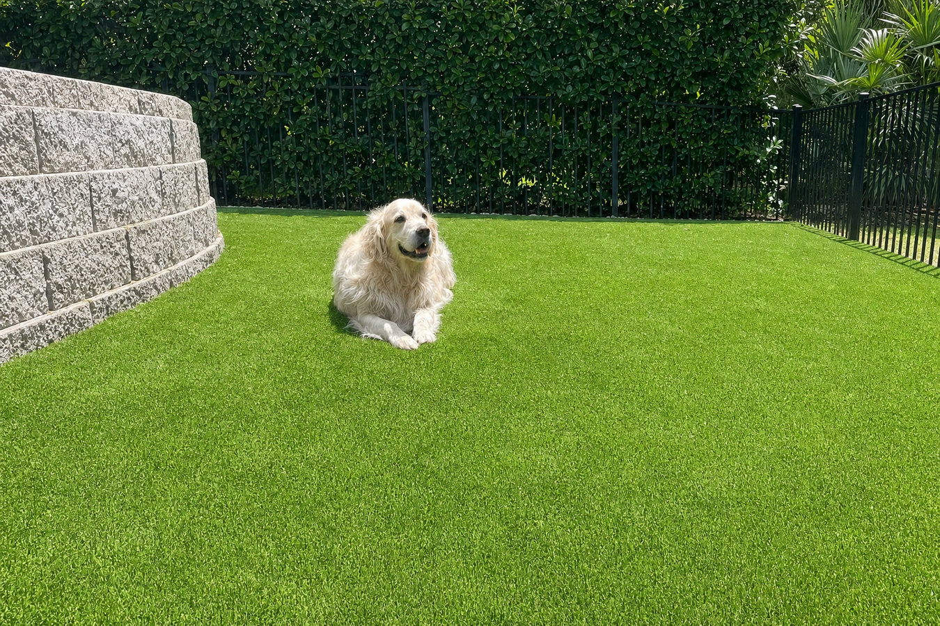 Pet-friendly turf in El Centro, CA